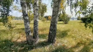ШУМ БЕРЕЗ