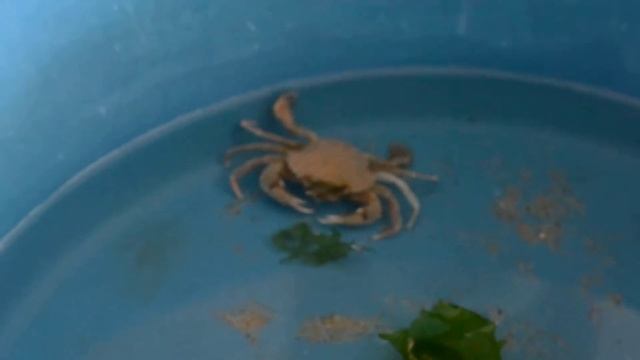 Первосентябрьский черноморский краб смотреть онлайн