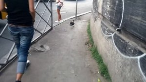 Спасение раненой вороны