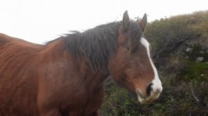 АЛМА-АТА. Жайляу-БЛЮЗ (KZ-TOP:)))Dzhailau-BLUES(KZ-TOP:)))