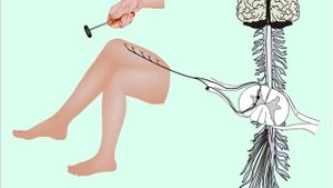 Типы тканей.Рефлекторная регуляция.wmv