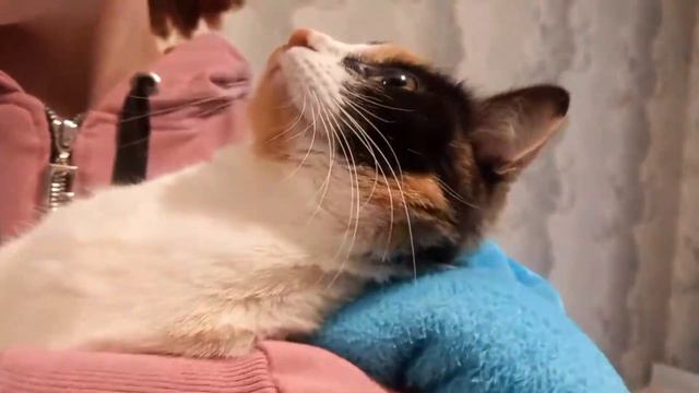 Кошка на ручках у хозяйки | Вита | Смотри описание смотреть онлайн