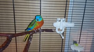 Правильные жердочки для птиц, как обеззаразить, какие можно и нельзя - таблица в конце