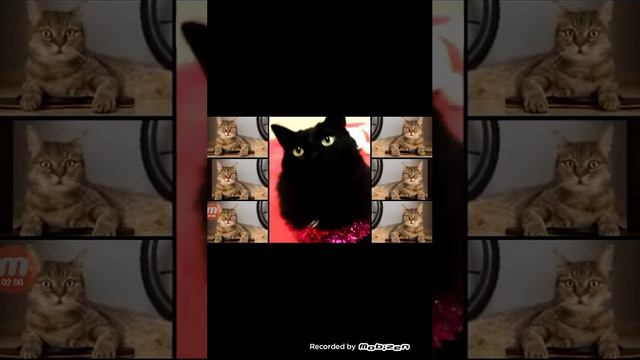 топ 3 песни которые пели котята милота 😺 смотреть онлайн