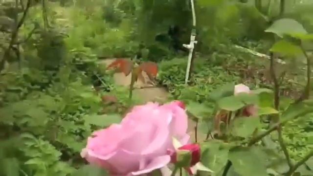 Домашнее цветоводство. Розы кремового цвета величественны и прекрасны смотреть онлайн