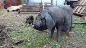 Meishan Chinese pig 眉山中國豬свинья китайской породы мейшан.