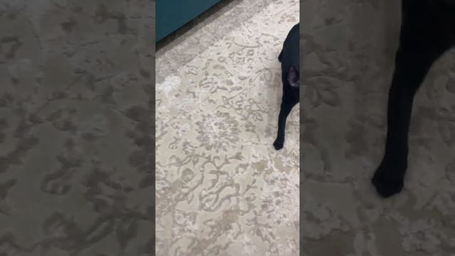 Ориентальный кот Дэни приносит мяч🙀🤣