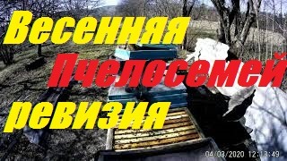Весна на кочевой пасеке в горах Краснодарского края.Итог зимовки пчелосемей.
