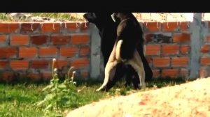 Fierce dogs mating