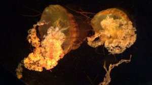 Красивые  медузы Тихого океана