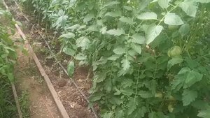 Фитофтора и вершинная гниль. Мои томаты не болеют. Почему?