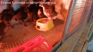 Цыплята содержание. Песок для здоровья цыплят.