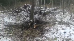 Добыча метала в тайге. Машиной Зил 157