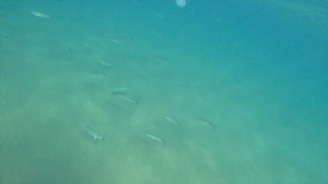 15 октября 2023.Сны подводного охотника в море!Sogno di un cacciatore subacqueo nel mare d'autunno! смотреть онлайн