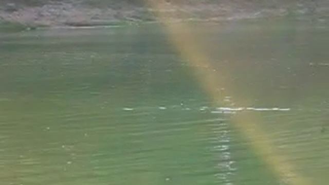 Ныряющий крохаль - 3. смотреть онлайн