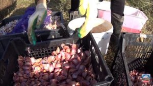 Осенняя посадка чеснока. Сажаем 20 соток вручную.Ручная чеснокосажалка своими руками!