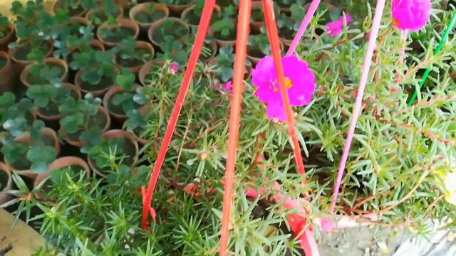 Hanging Plants Growing Tips For Indoors And Outdoors / How to grow hanging plants