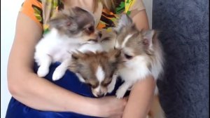 Длинношерстные чихуахуа. Видео чихуа-чихуа...чихуа-чихуа...чихуа-чихуа...