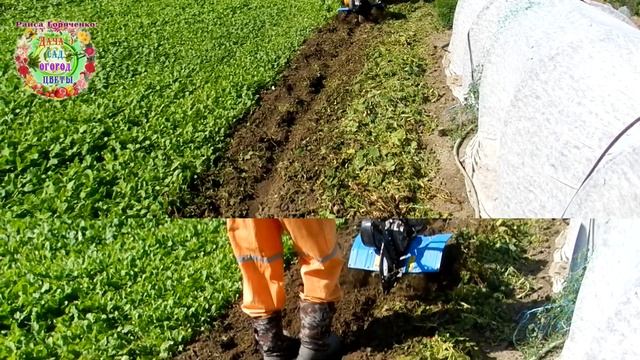 Новое супер удобрение для картофеля осенью Как улучшить плодородие почвы и увеличить урожай картошк смотреть онлайн