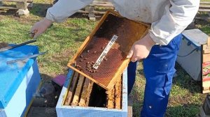 Выпускаю маток из изоляторов Миленина в семьях после зимовки.