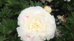 Peony Omeo Snow - www.peonyshop.com