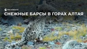 Снежные барсы в горах Алтая