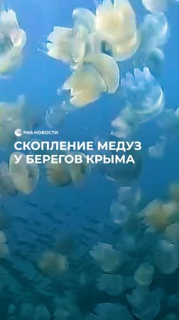 Скопление медуз у берегов Крыма