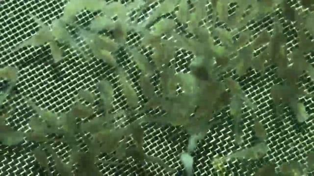 Аква?Пром® : Личинка Клариевого сома 3й день выклева. Этап-"Развитие" смотреть онлайн