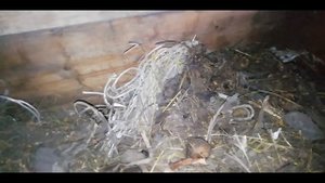 НАШЕСТВИЕ КРЫС! Часть II Победа! // Как избавиться от крыс и мышей?