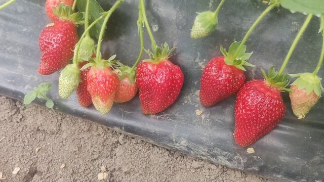 клубника Альба. Радости и разочарования. смотреть онлайн