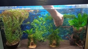 Быстрый запуск аквариума за 1 день. Растения на Вабикусах. Треугольный мох на коряге.