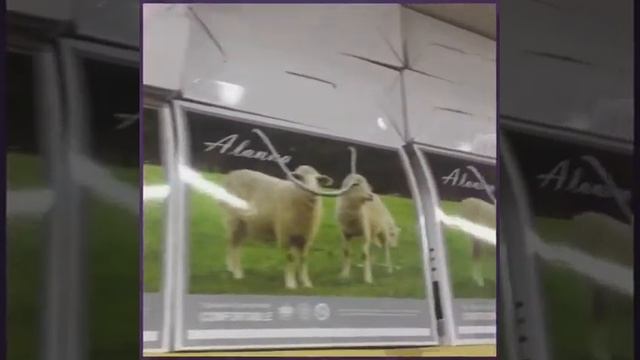 Караван смотреть онлайн