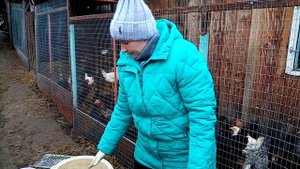 Как кормить кур зимой.