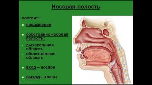 Наружный нос. Отделы носовой полости. Перегородка носа