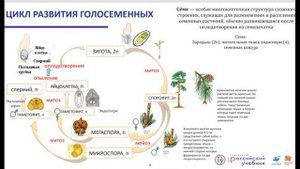 ЖИЗНЕННЫЙ ЦИКЛ ГОЛОСЕМЕННЫХ И ПОКРЫТОСЕМЕННЫХ РАСТЕНИИ