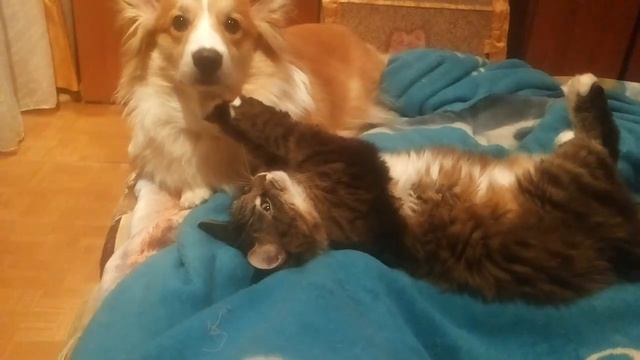 Корги Хани и Мася смотреть онлайн