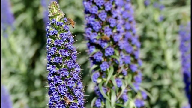 Bees with flowers in Golden Gate Park San Francisco смотреть онлайн