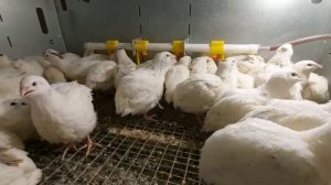 Перепел Белый ГИГАНТ 28 дней, и вновь аскорутин.