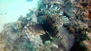 Хургада. Дайвинг с Тахой (insta_mix) - 7.mp4