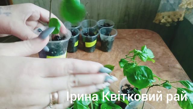 #Кімнатні рослини#Бугенвілія#Як укоренити Бугенвілію# Кімнатні рослини Результати укорінення Буги