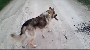 Пёс смесь хаски и овчарки четко выполняет команду взять, нести, дай мне!