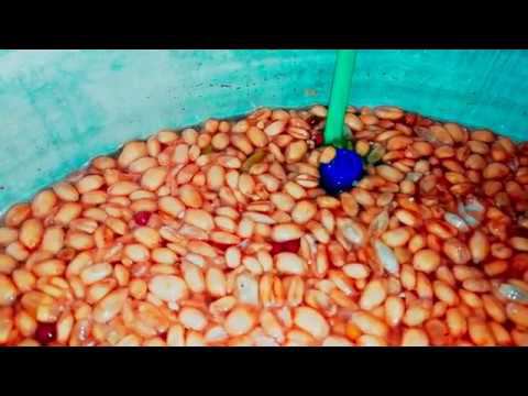 Брага на диких дрожжах, дробная перегонка!