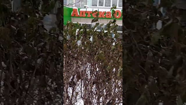 зелёные листья у сирени в декабре