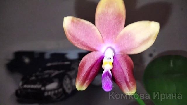 Первое цветение орхидеи гибрид P. tetraspis coffee x (Nobby’s Fox-Zheng Min Muscadine) Ароматная! смотреть онлайн