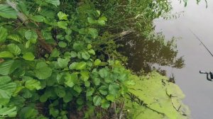 Ловля карася на спиннинг мормышинг с подсадкой опарыша. Ловля белой рыбы. Атака бобра моральная.
