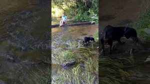 🍓-влог с речки 
🍒-квадробика