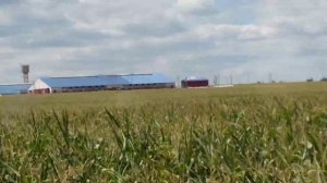 Белорусские поля вдоль дорог.