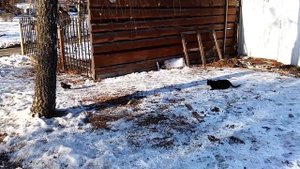 Подкармливаем котиков. Кот напал на голубя. Доброе дело Самвела Адамяна продолжаем