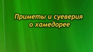 Большая удача выращивать дома Хамедорею. Приметы и суеверия о хамедореи.