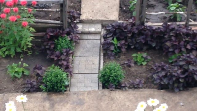 ДОЖДИК НА МОЙ ОГОРОД. смотреть онлайн